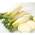Fresh white radish very Suitable price